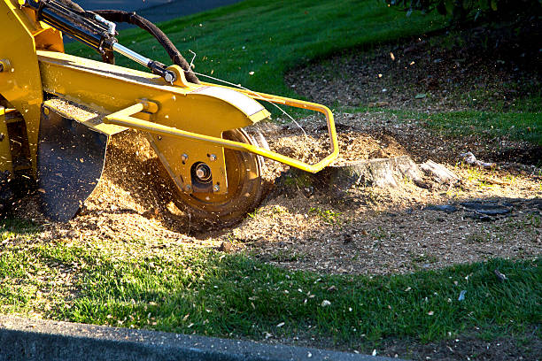 Tree and Shrub Care in Atlantic, IA