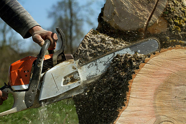 How Our Tree Care Process Works  in  Atlantic, IA